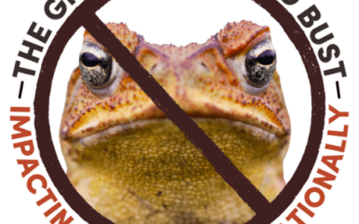The Great Cane Toad Bust